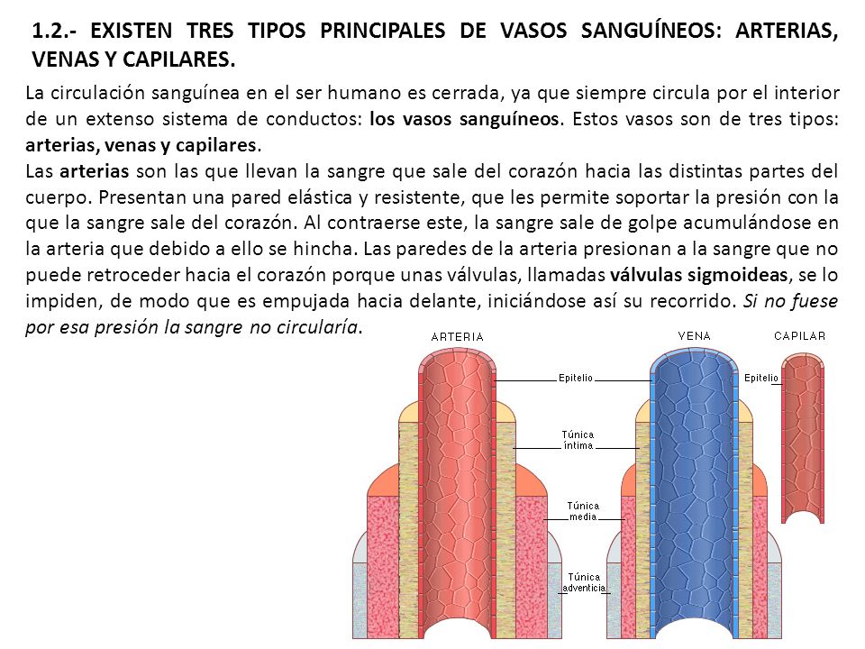 1.2.- EXISTEN TRES TIPOS PRINCIPALES DE VASOS SANGUÍNEOS: ARTERIAS, VENAS Y CAPILARES.