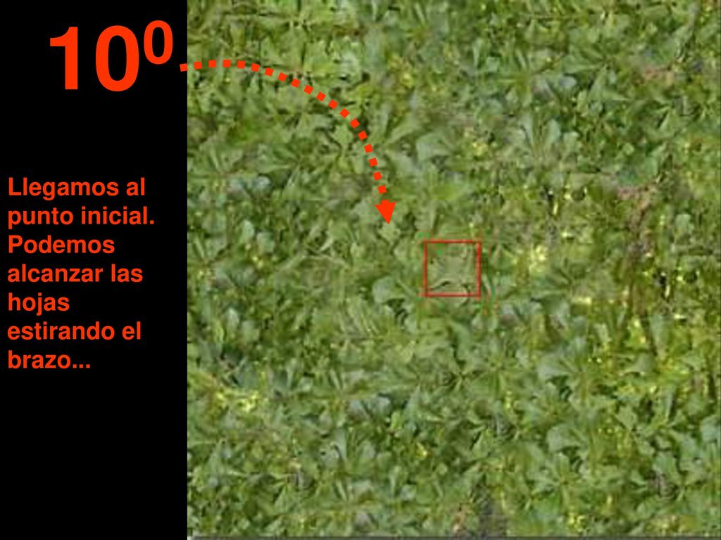 100 Llegamos al punto inicial. Podemos alcanzar las hojas estirando el brazo...