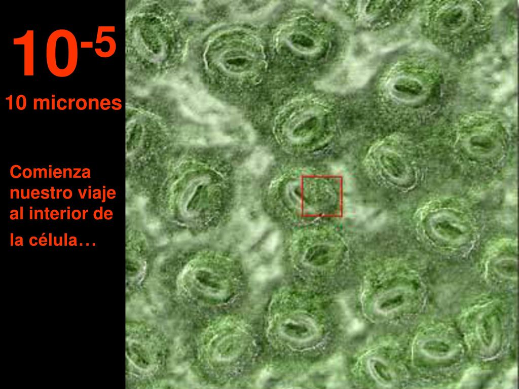 micrones Comienza nuestro viaje al interior de la célula...
