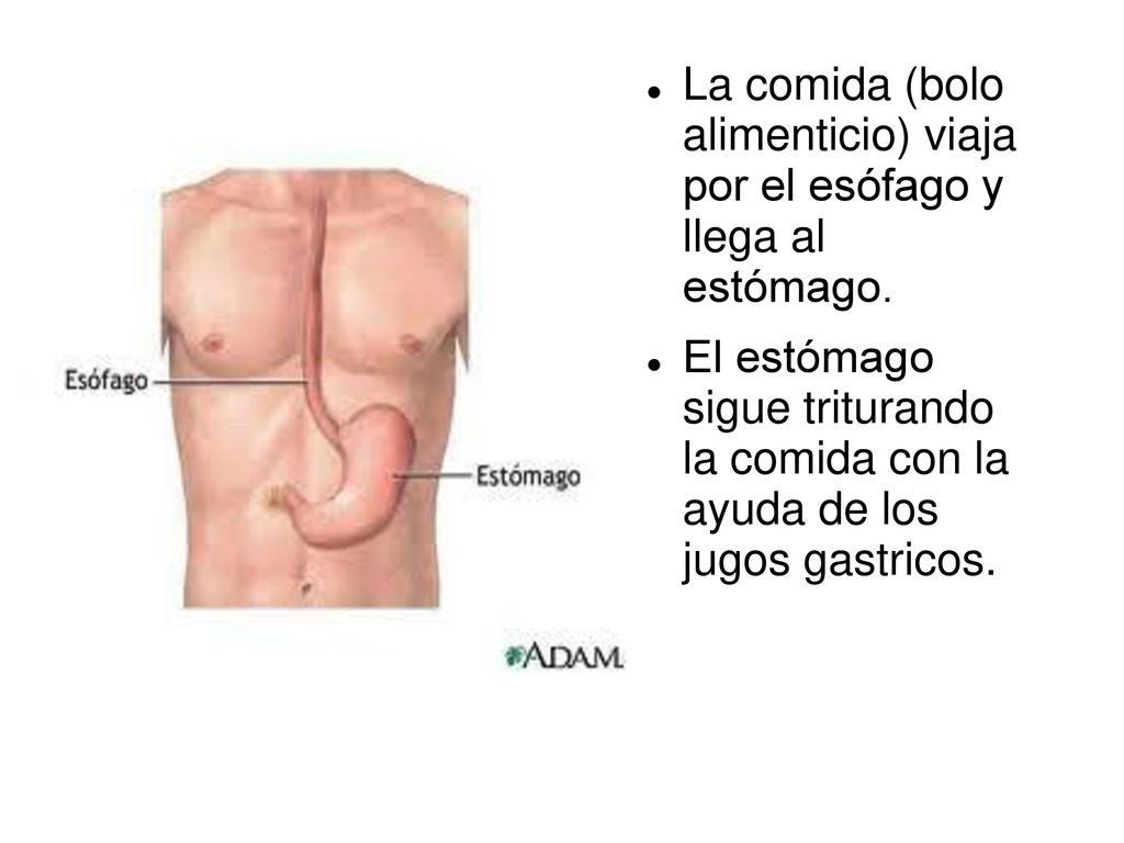 La comida (bolo alimenticio) viaja por el esófago y llega al estómago.