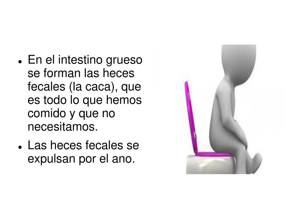 En el intestino grueso se forman las heces fecales (la caca), que es todo lo que hemos comido y que no necesitamos.