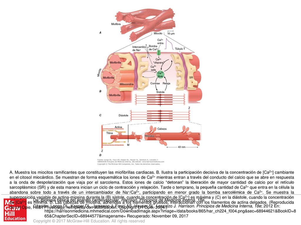 A. Muestra los miocitos ramificantes que constituyen las miofibrillas cardiacas. B. Ilustra la participación decisiva de la concentración de [Ca2+] cambiante en el citosol miocárdico. Se muestran de forma esquemática los iones de Ca2+ mientras entran a través del conducto del calcio que se abre en respuesta a la onda de despolarización que viaja por el sarcolema. Estos iones de calcio detonan la liberación de mayor cantidad de calcio por el retículo sarcoplásmico (SR) y de esta manera inician un ciclo de contracción y relajación. Tarde o temprano, la pequeña cantidad de Ca2+ que entra en la célula la abandona sobre todo a través de un intercambiador de Na+/Ca2+, participando en menor grado la bomba sarcolémica de Ca2+. Se muestra la superposición variable de actina-miosina durante la (B) sístole, cuando la concentración de [Ca2+] es máxima y (C) en la diástole, cuando la concentración de [Ca2+] es mínima. D. Las cabezas de miosina, adheridas a los filamentos gruesos, interaccionan con los filamentos de actina delgados. (Reproducida de LH Opie, Heart Physiology, reimpresa con autorización. Copyright LH Opie, 2004.)