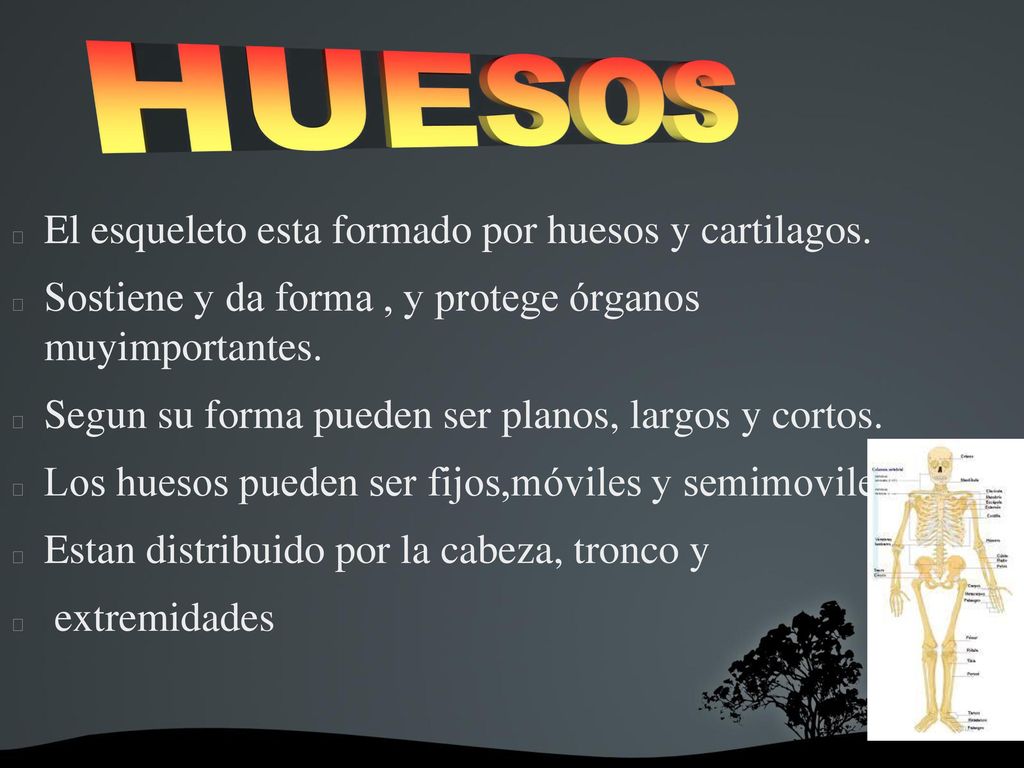 El esqueleto esta formado por huesos y cartilagos.