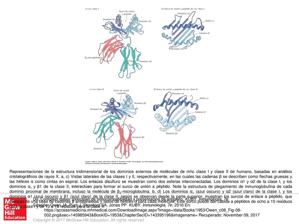 Representaciones de la estructura tridimensional de los dominios externos de moléculas de mhc clase I y clase II de humano, basadas en análisis cristalográficos de rayos X. a, c) Vistas laterales de las clases I y II, respectivamente, en las cuales las cadenas β se describen como flechas gruesas y las hélices α como cintas en espiral. Los enlaces disulfuro se muestran como dos esferas interconectadas. Los dominios α1 y α2 de la clase I, y los dominios α1 y β1 de la clase II, interactúan para formar el surco de unión a péptido. Note la estructura de plegamiento de inmunoglobulina de cada dominio proximal de membrana, incluso la molécula de β2-microglobulina. b, d) Los dominios α1 (azul oscuro) y α2 (azul claro) de la clase I, y los dominios α1 (azul oscuro) y β1 (azul claro) de la clase II, según se observan desde la parte superior; muestran los surcos de enlace a péptido, que constan de una base de cadenas β antiparalelas y lados de hélices α para cada molécula. Este surco puede dar cabida a péptidos de ocho a 10 residuos para la clase I y de 13 a 18 residuos para la clase II.