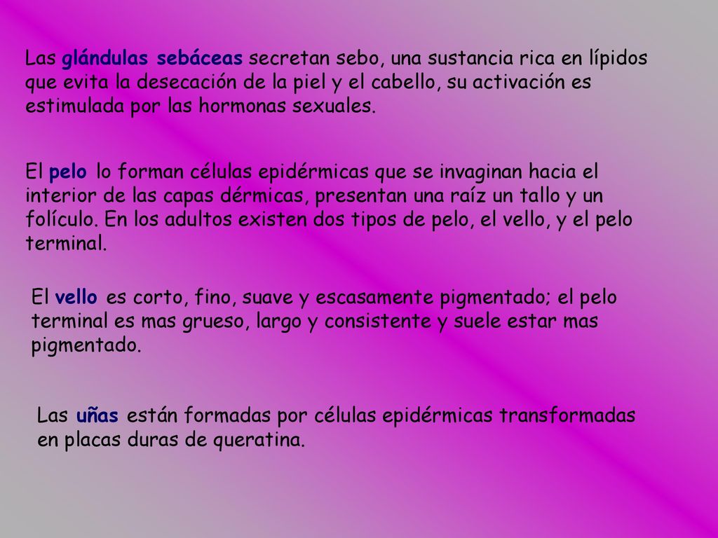 Las glándulas sebáceas secretan sebo, una sustancia rica en lípidos que evita la desecación de la piel y el cabello, su activación es estimulada por las hormonas sexuales.