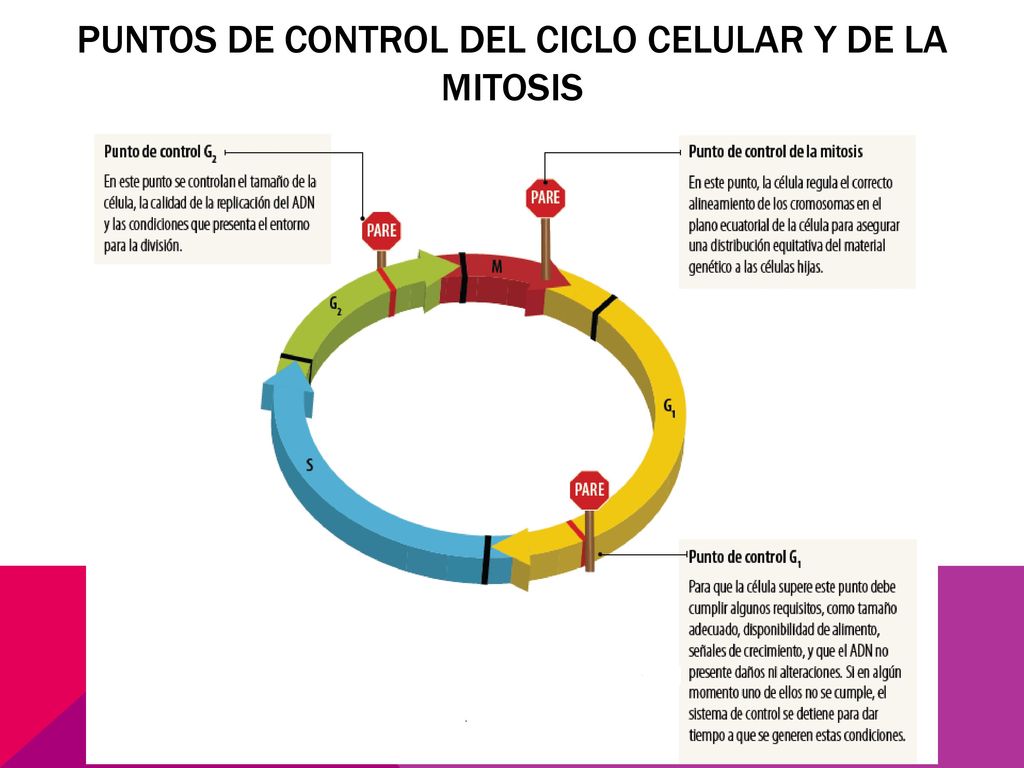 Puntos de control del ciclo celular y de la mitosis