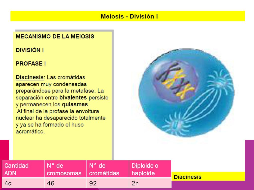 Cantidad ADN N° de cromosomas N° de cromátidas Diploide o haploide 4c n