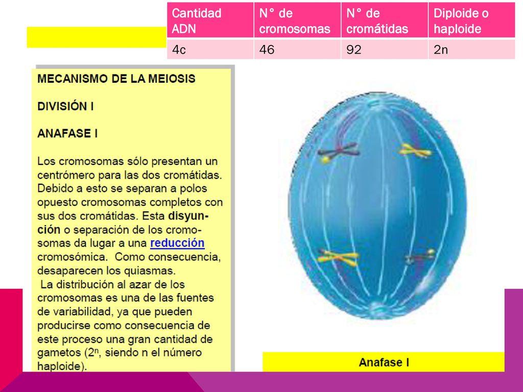 Cantidad ADN N° de cromosomas N° de cromátidas Diploide o haploide 4c n