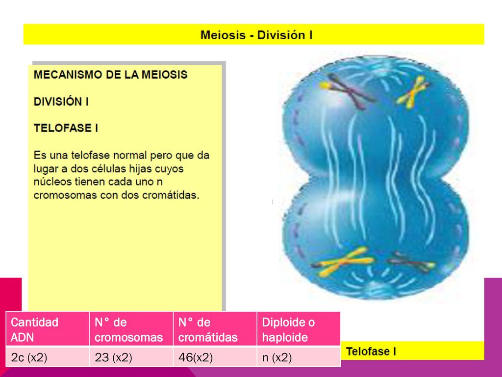 Cantidad ADN N° de cromosomas N° de cromátidas Diploide o haploide 2c (x2) 23 (x2) 46(x2) n (x2)
