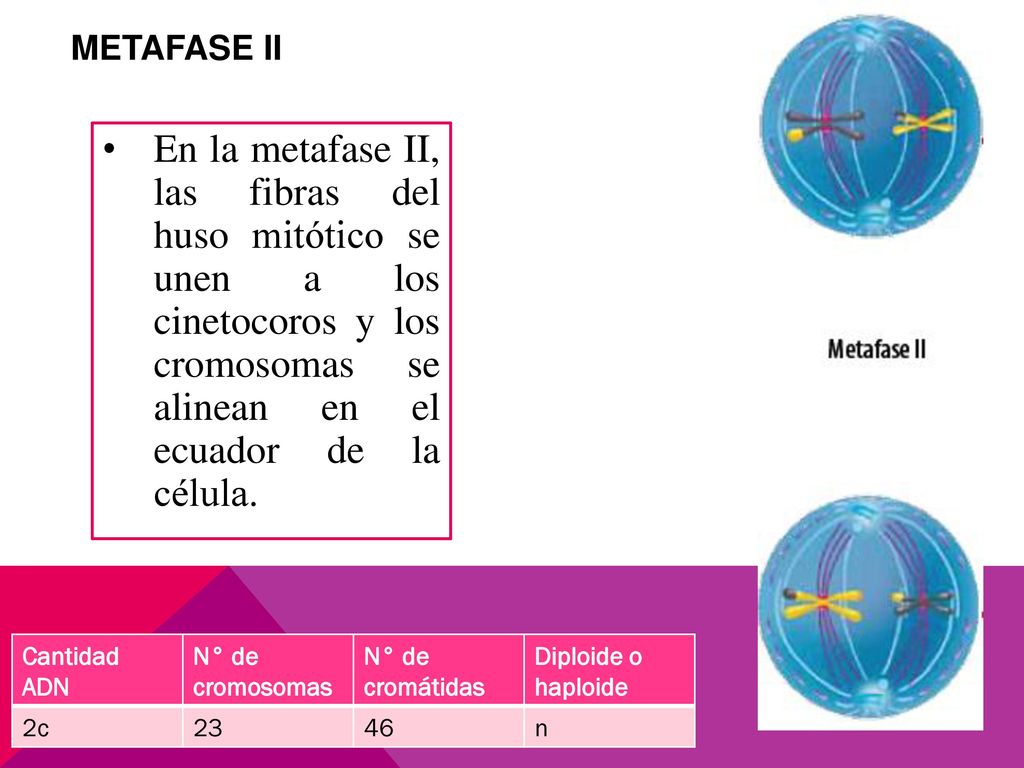 METAFASE II En la metafase II, las fibras del huso mitótico se unen a los cinetocoros y los cromosomas se alinean en el ecuador de la célula.