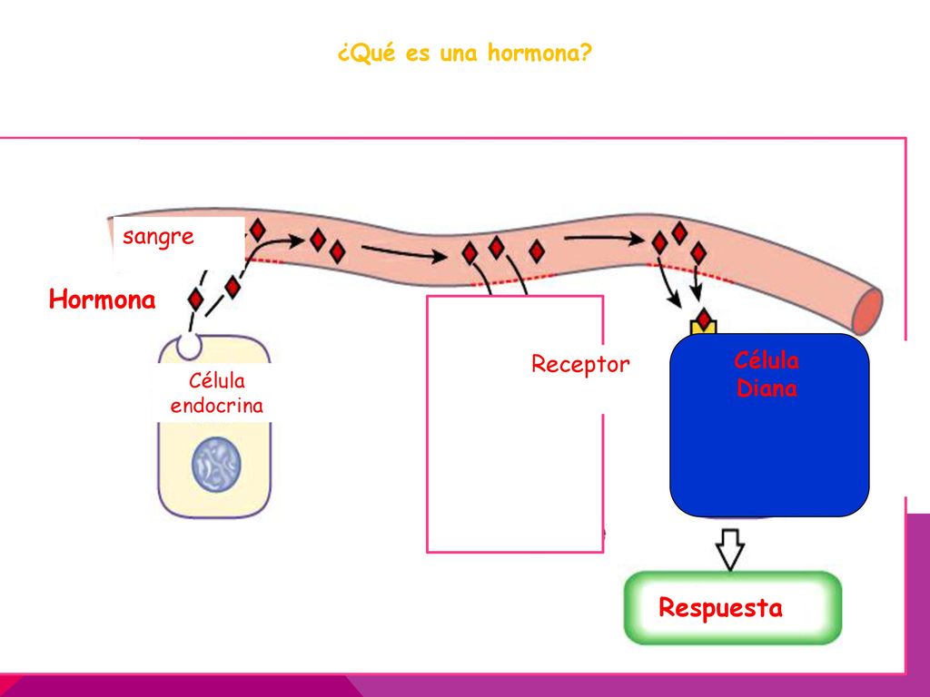 Hormona Respuesta ¿Qué es una hormona sangre Célula Receptor Diana