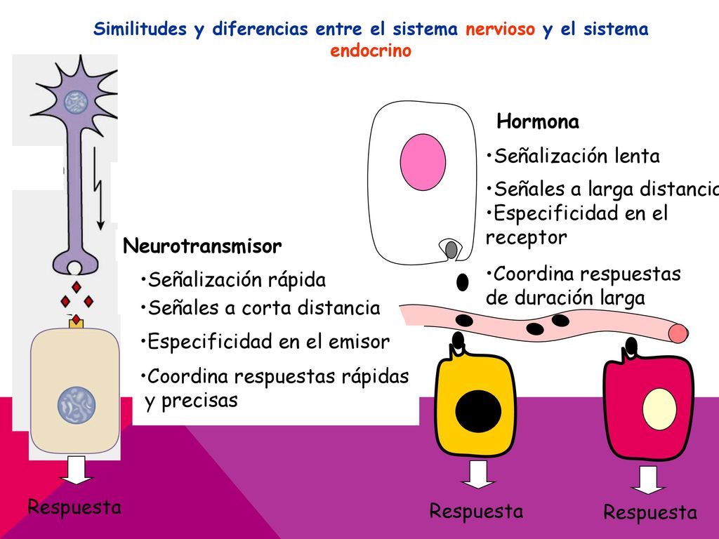 Especificidad en el emisor Especificidad en el receptor