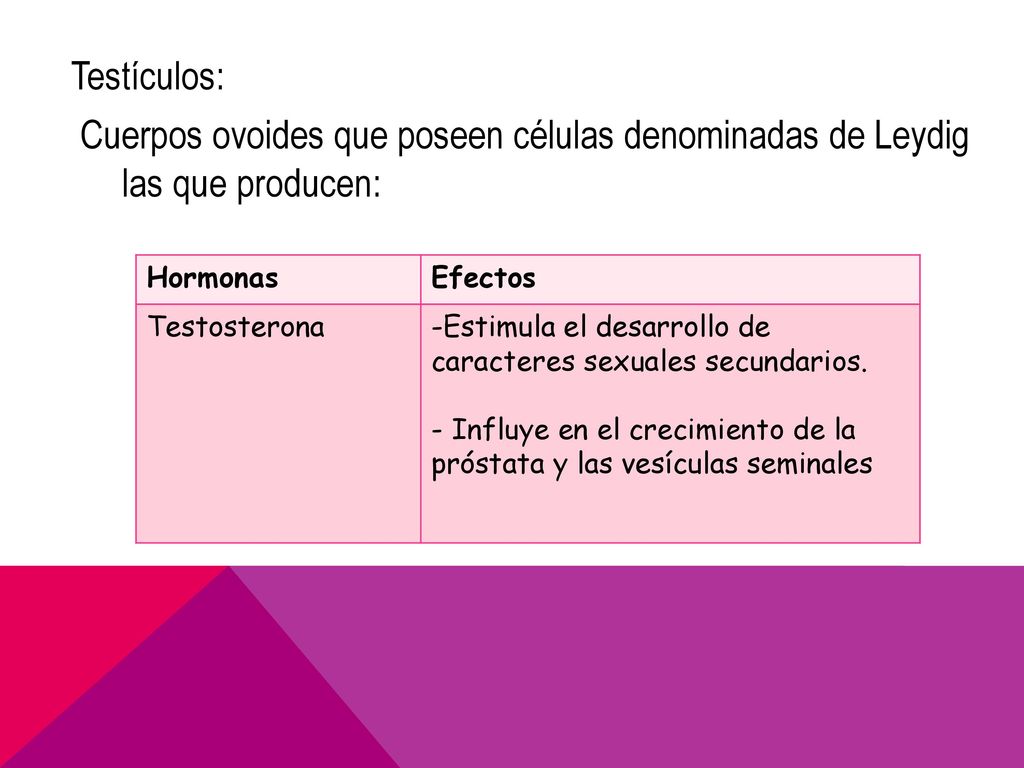 Testículos: Cuerpos ovoides que poseen células denominadas de Leydig las que producen: