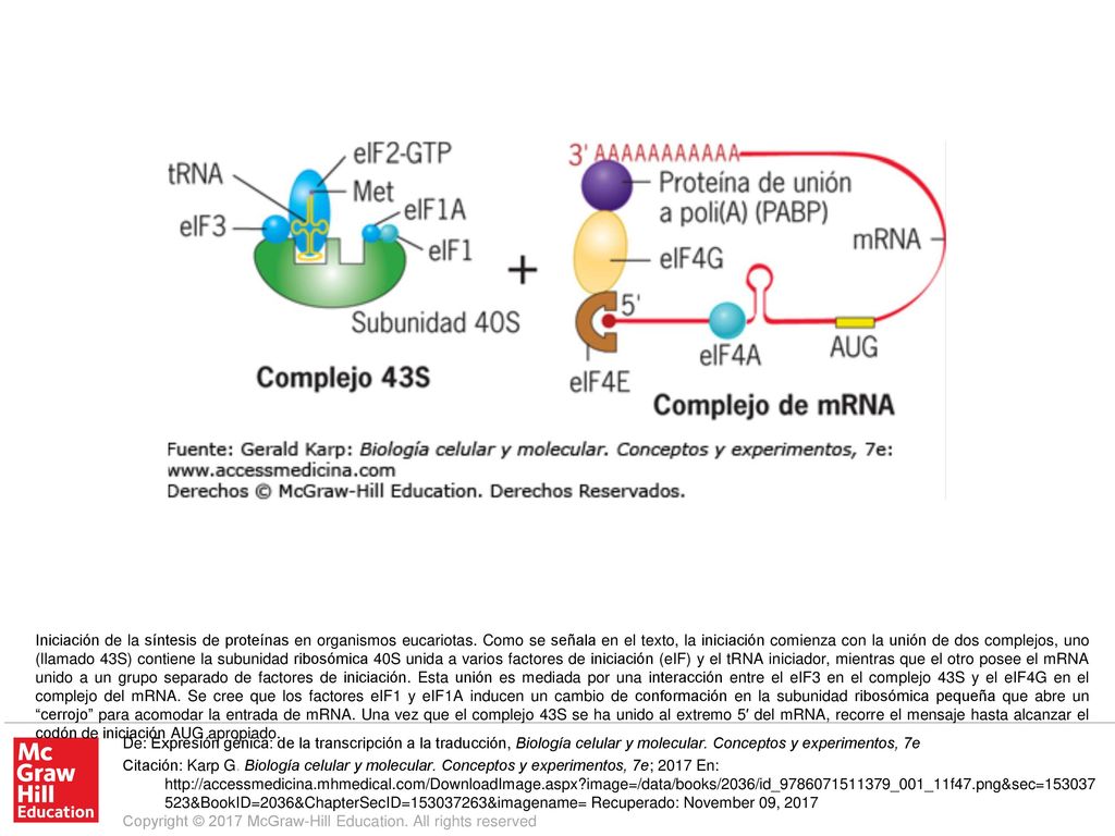Iniciación de la síntesis de proteínas en organismos eucariotas