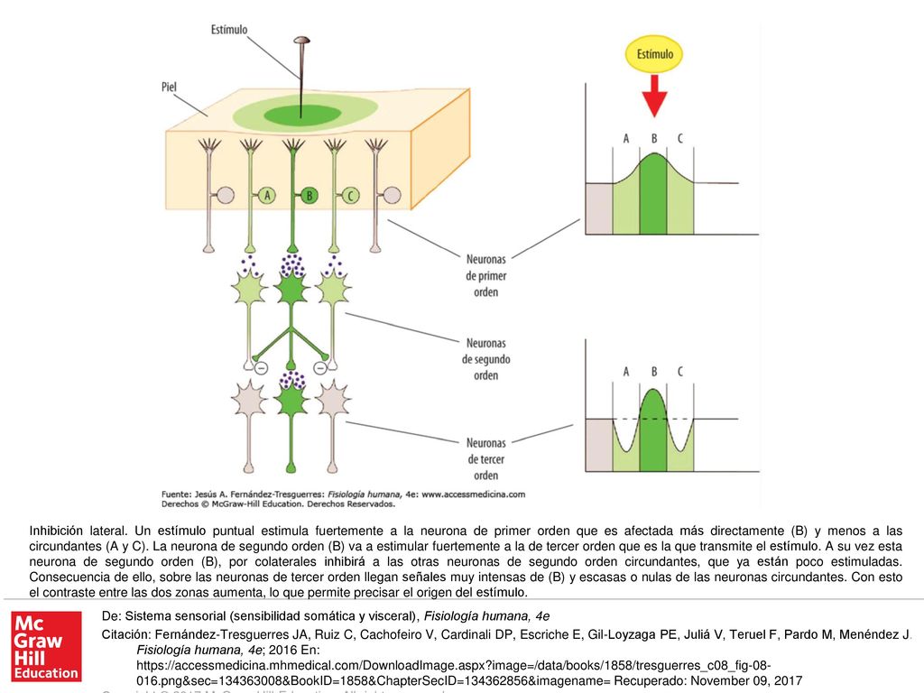 Inhibición lateral. Un estímulo puntual estimula fuertemente a la neurona de primer orden que es afectada más directamente (B) y menos a las circundantes (A y C). La neurona de segundo orden (B) va a estimular fuertemente a la de tercer orden que es la que transmite el estímulo. A su vez esta neurona de segundo orden (B), por colaterales inhibirá a las otras neuronas de segundo orden circundantes, que ya están poco estimuladas. Consecuencia de ello, sobre las neuronas de tercer orden llegan señales muy intensas de (B) y escasas o nulas de las neuronas circundantes. Con esto el contraste entre las dos zonas aumenta, lo que permite precisar el origen del estímulo.