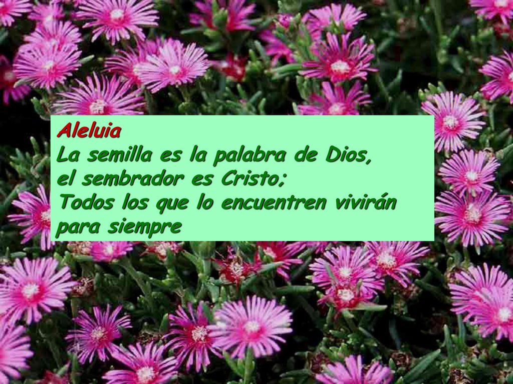 Aleluia La semilla es la palabra de Dios, el sembrador es Cristo; Todos los que lo encuentren vivirán para siempre.