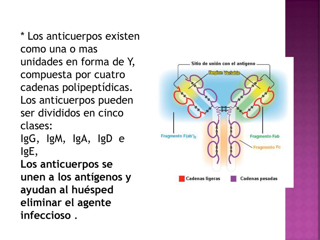 * Los anticuerpos existen como una o mas unidades en forma de Y, compuesta por cuatro cadenas polipeptídicas.