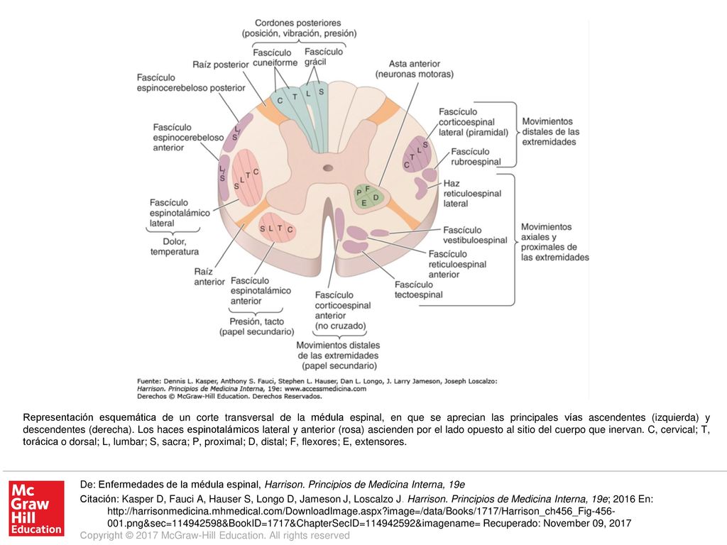 Representación esquemática de un corte transversal de la médula espinal, en que se aprecian las principales vías ascendentes (izquierda) y descendentes (derecha). Los haces espinotalámicos lateral y anterior (rosa) ascienden por el lado opuesto al sitio del cuerpo que inervan. C, cervical; T, torácica o dorsal; L, lumbar; S, sacra; P, proximal; D, distal; F, flexores; E, extensores.