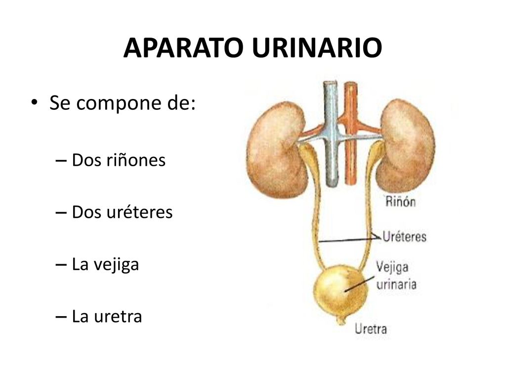 APARATO URINARIO Se compone de: Dos riñones Dos uréteres La vejiga