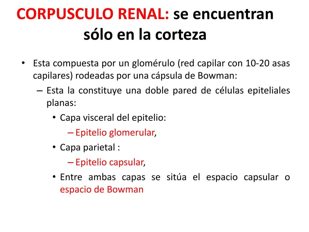CORPUSCULO RENAL: se encuentran sólo en la corteza