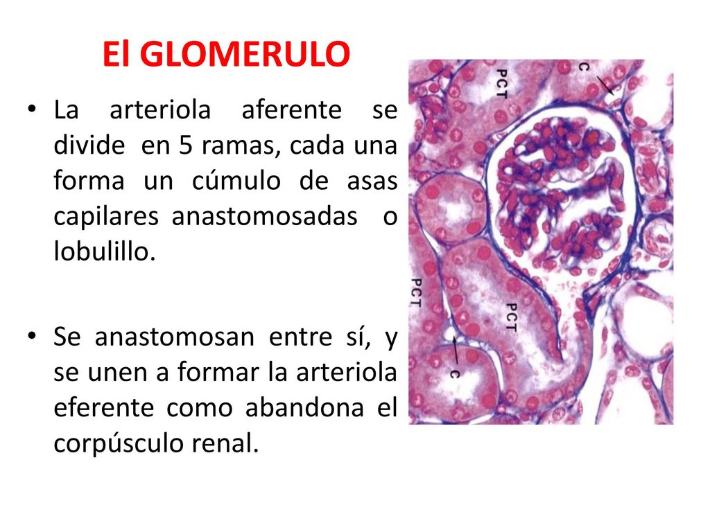El GLOMERULO La arteriola aferente se divide en 5 ramas, cada una forma un cúmulo de asas capilares anastomosadas o lobulillo.