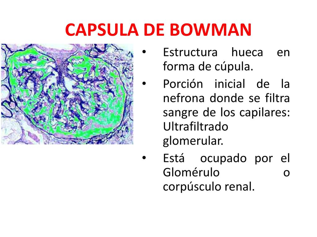 CAPSULA DE BOWMAN Estructura hueca en forma de cúpula.