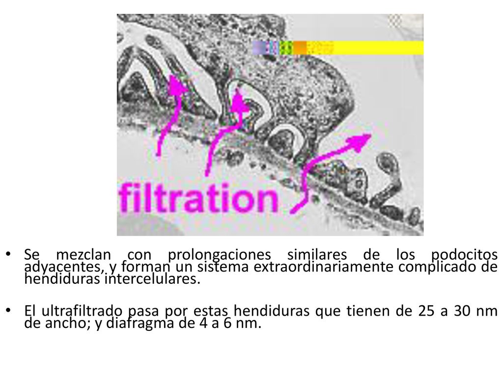 Se mezclan con prolongaciones similares de los podocitos adyacentes, y forman un sistema extraordinariamente complicado de hendiduras intercelulares.