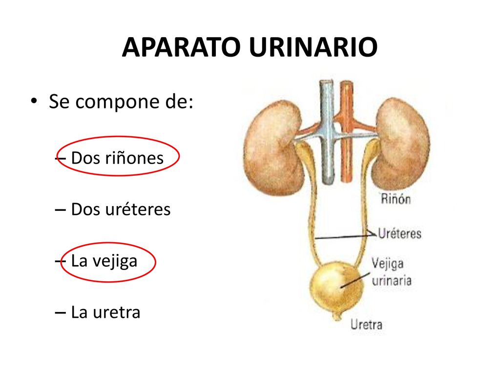 APARATO URINARIO Se compone de: Dos riñones Dos uréteres La vejiga