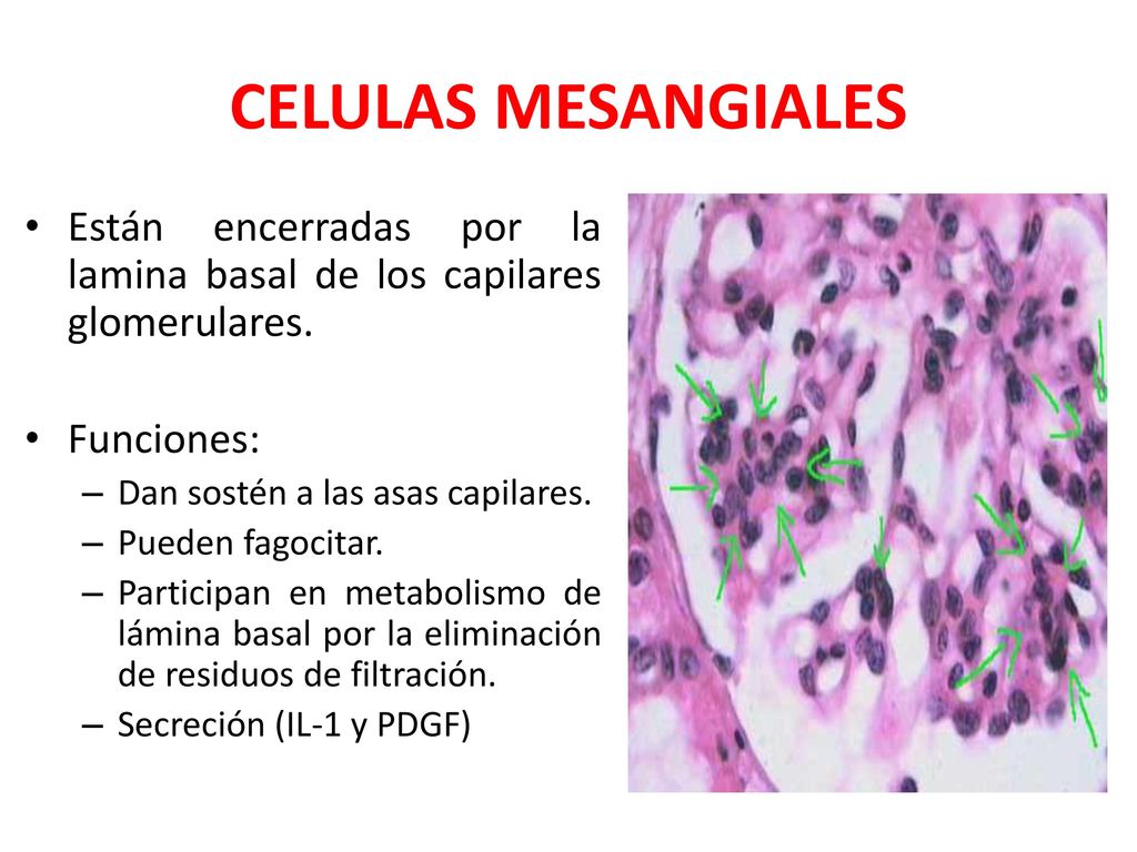 CELULAS MESANGIALES Están encerradas por la lamina basal de los capilares glomerulares. Funciones: