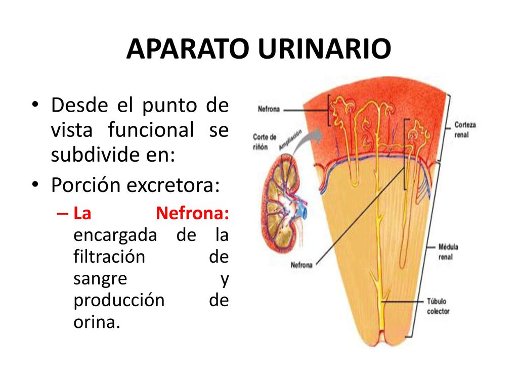 APARATO URINARIO Desde el punto de vista funcional se subdivide en: