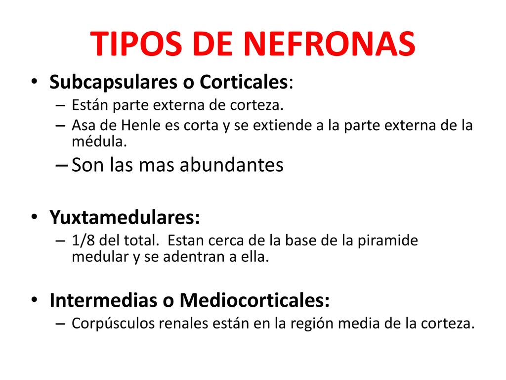 TIPOS DE NEFRONAS Subcapsulares o Corticales: Son las mas abundantes