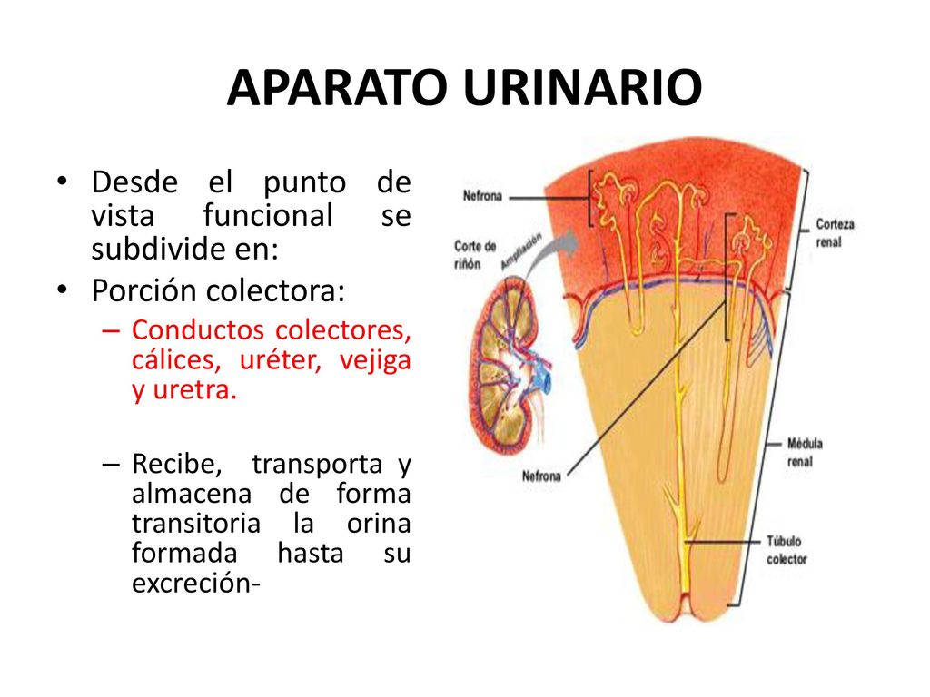APARATO URINARIO Desde el punto de vista funcional se subdivide en: