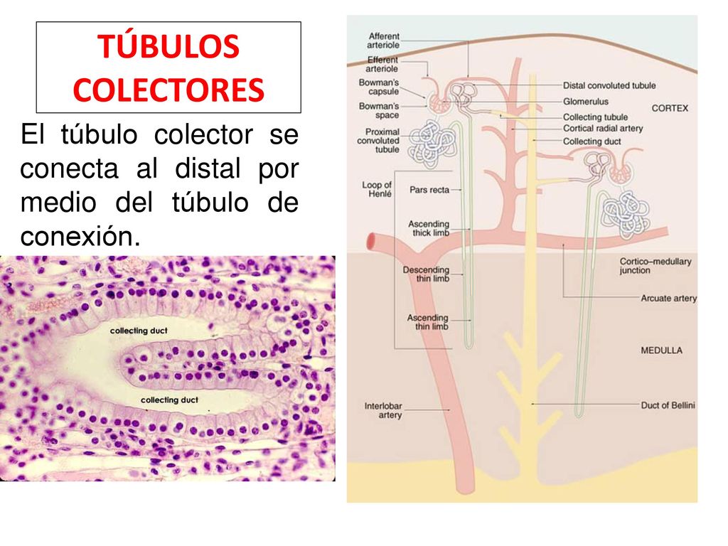TÚBULOS COLECTORES El túbulo colector se conecta al distal por medio del túbulo de conexión.