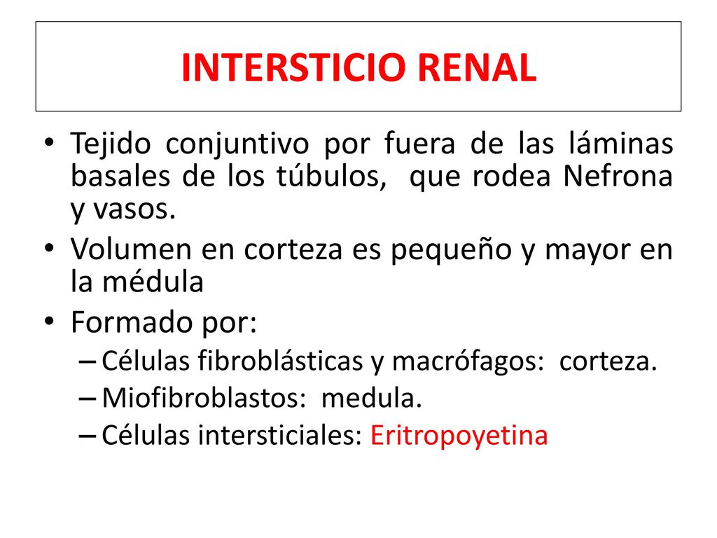 INTERSTICIO RENAL Tejido conjuntivo por fuera de las láminas basales de los túbulos, que rodea Nefrona y vasos.
