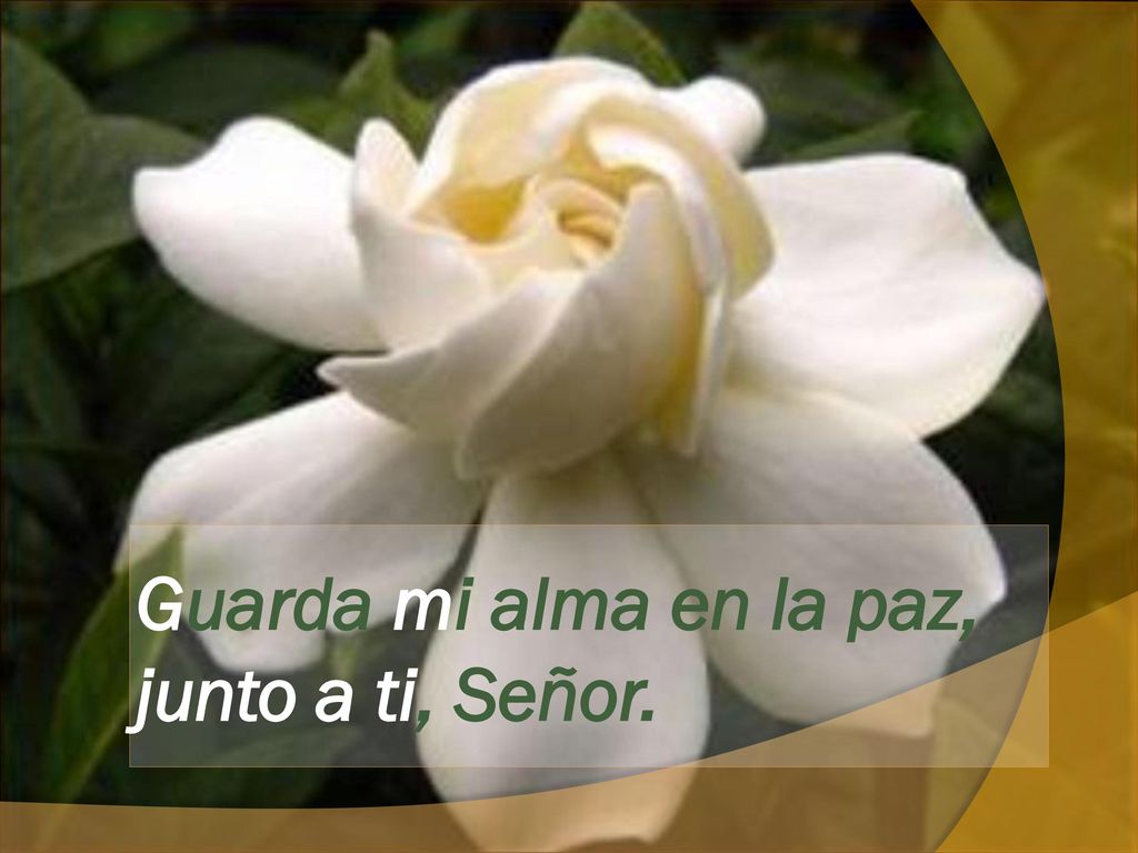Guarda mi alma en la paz, junto a ti, Señor.