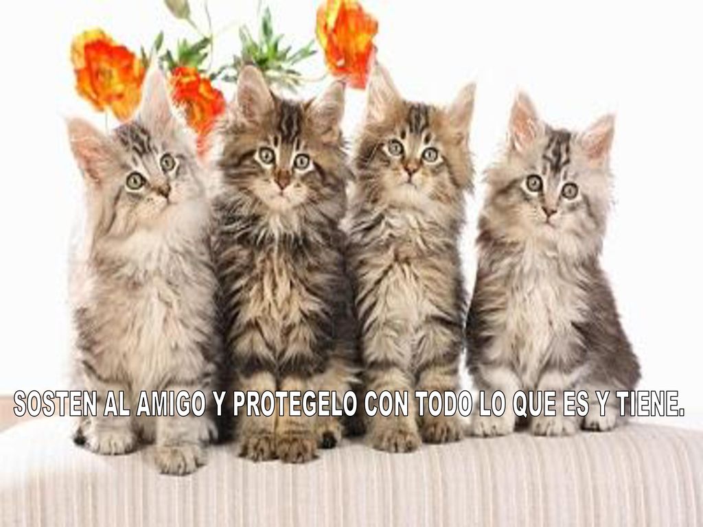 SOSTEN AL AMIGO Y PROTEGELO CON TODO LO QUE ES Y TIENE.