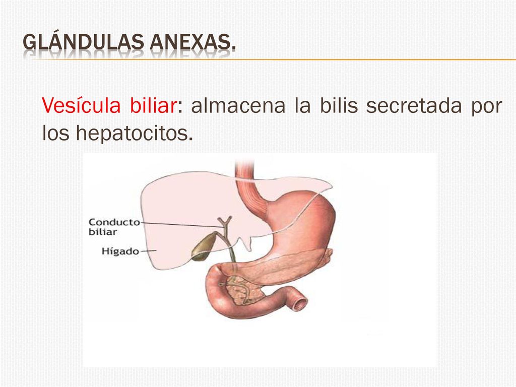Glándulas anexas. Vesícula biliar: almacena la bilis secretada por los hepatocitos.