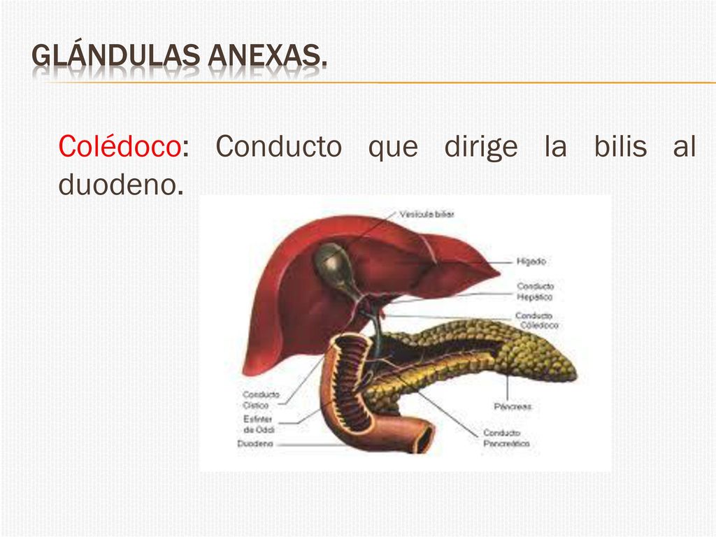 Glándulas anexas. Colédoco: Conducto que dirige la bilis al duodeno.