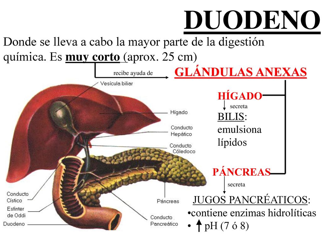 DUODENO Donde se lleva a cabo la mayor parte de la digestión química. Es muy corto (aprox. 25 cm) GLÁNDULAS ANEXAS.
