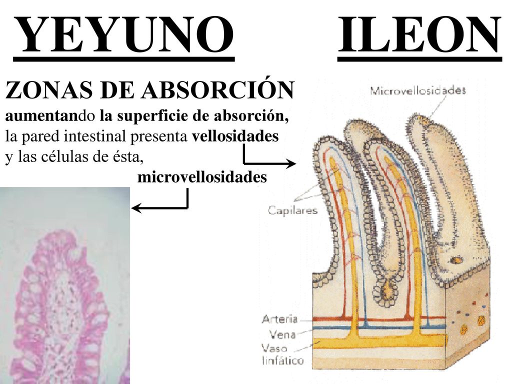 YEYUNO ILEON ZONAS DE ABSORCIÓN aumentando la superficie de absorción,