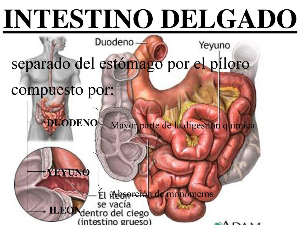 INTESTINO DELGADO separado del estómago por el píloro compuesto por: