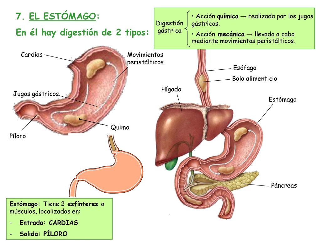 En él hay digestión de 2 tipos: