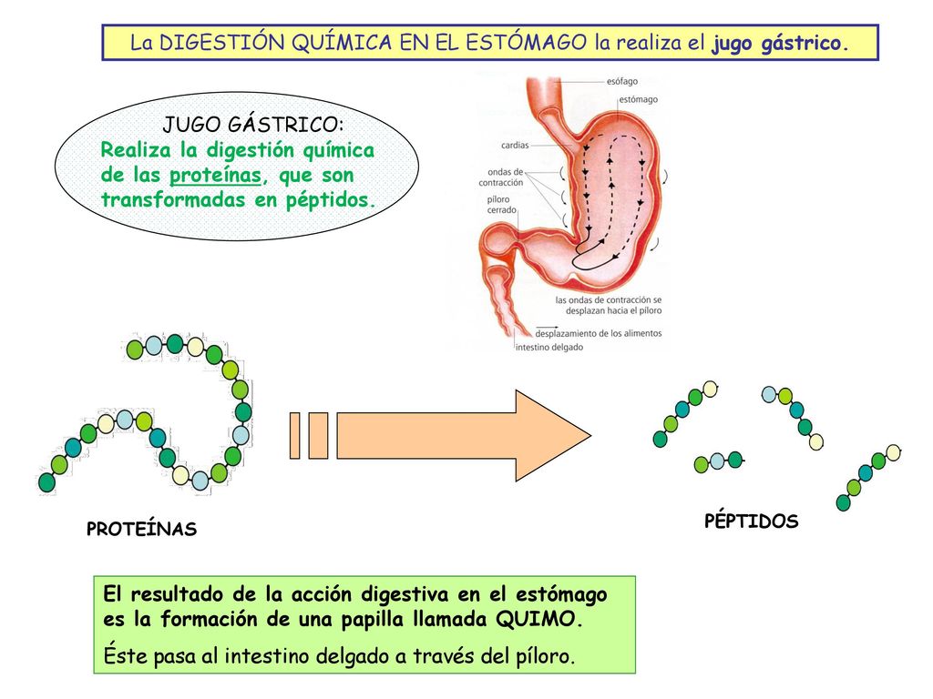 La DIGESTIÓN QUÍMICA EN EL ESTÓMAGO la realiza el jugo gástrico.