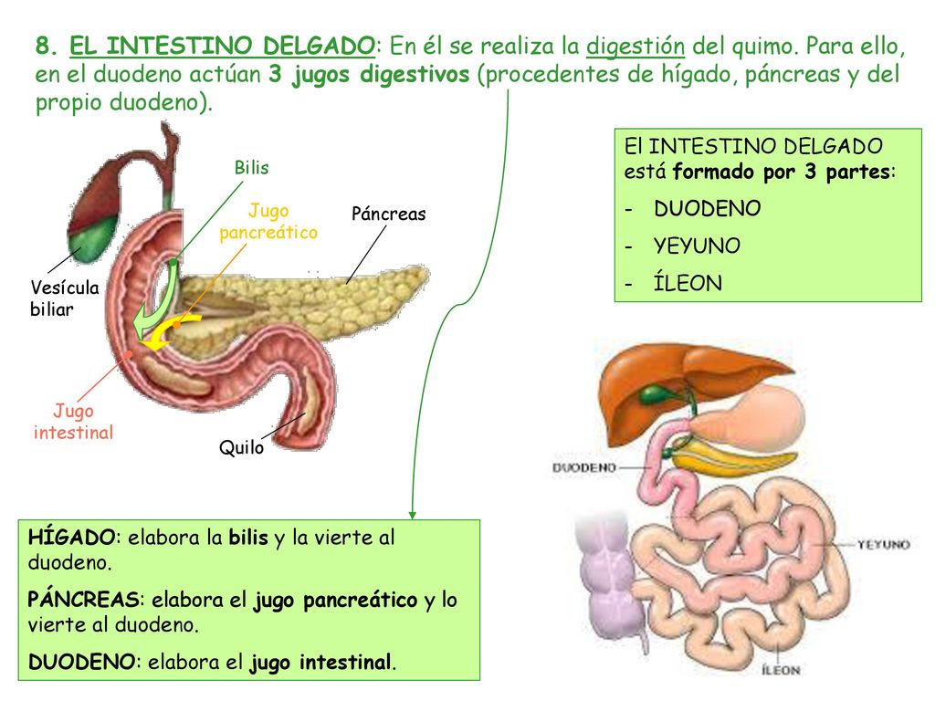 8. EL INTESTINO DELGADO: En él se realiza la digestión del quimo