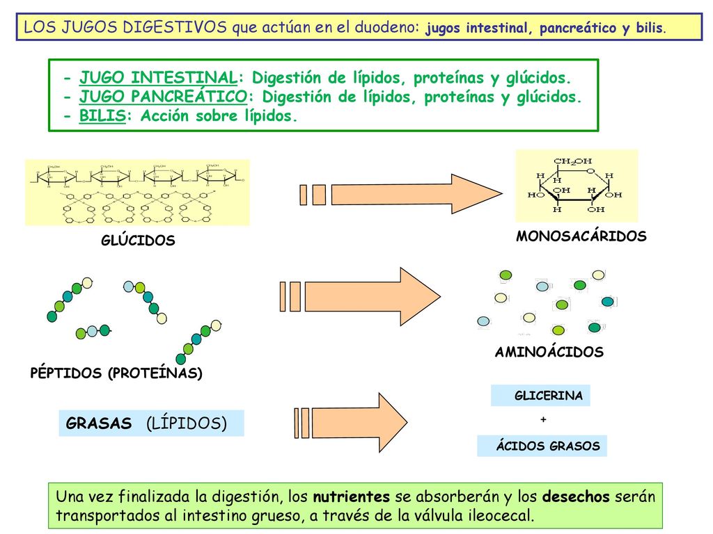 LOS JUGOS DIGESTIVOS que actúan en el duodeno: jugos intestinal, pancreático y bilis.