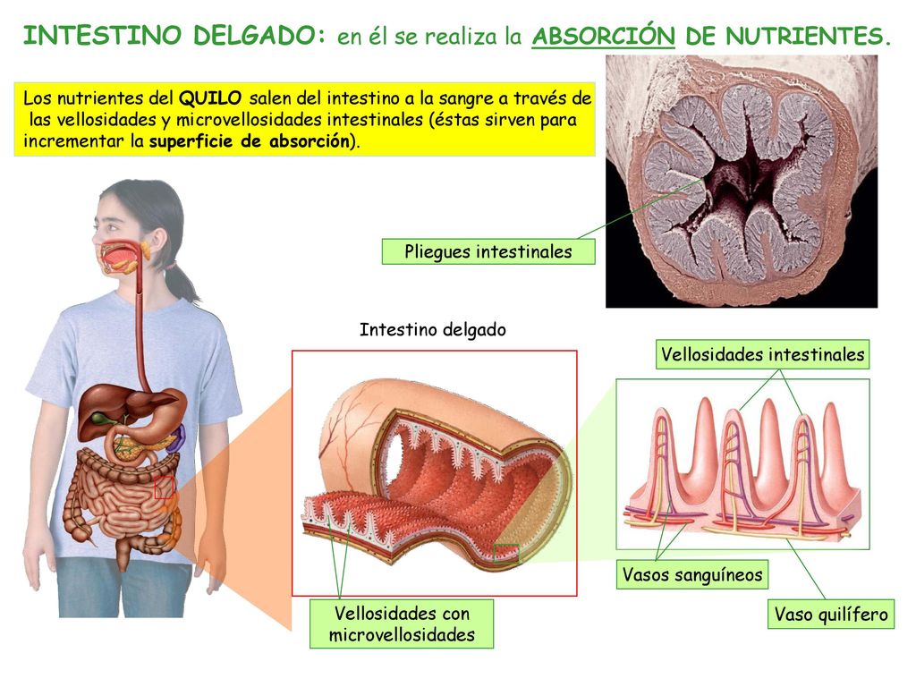 INTESTINO DELGADO: en él se realiza la ABSORCIÓN DE NUTRIENTES.