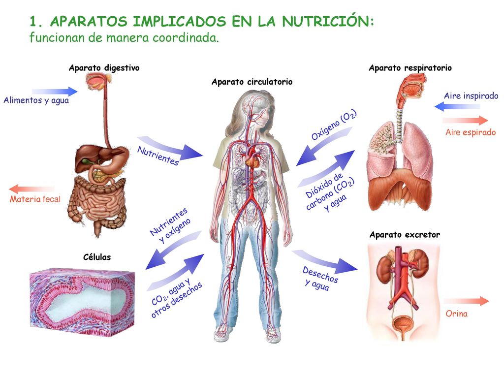 1. APARATOS IMPLICADOS EN LA NUTRICIÓN: funcionan de manera coordinada.