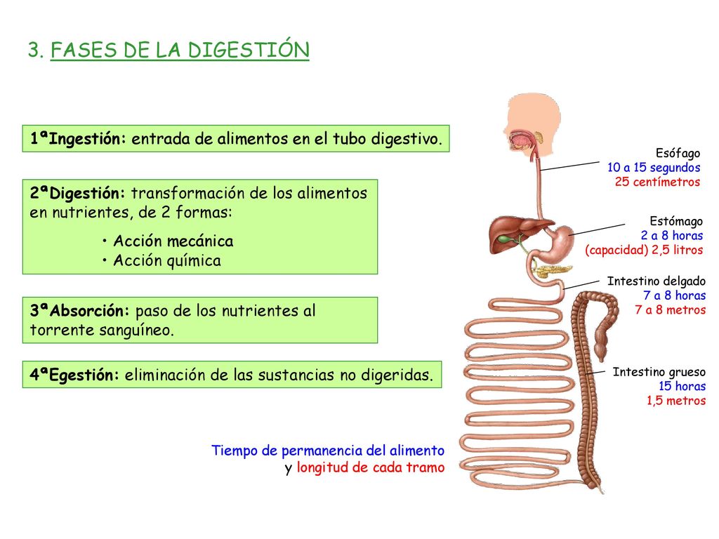 3. FASES DE LA DIGESTIÓN 1ªIngestión: entrada de alimentos en el tubo digestivo. Esófago 10 a 15 segundos 25 centímetros.