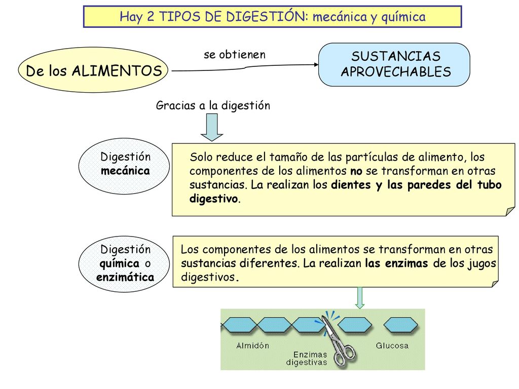 De los ALIMENTOS Hay 2 TIPOS DE DIGESTIÓN: mecánica y química