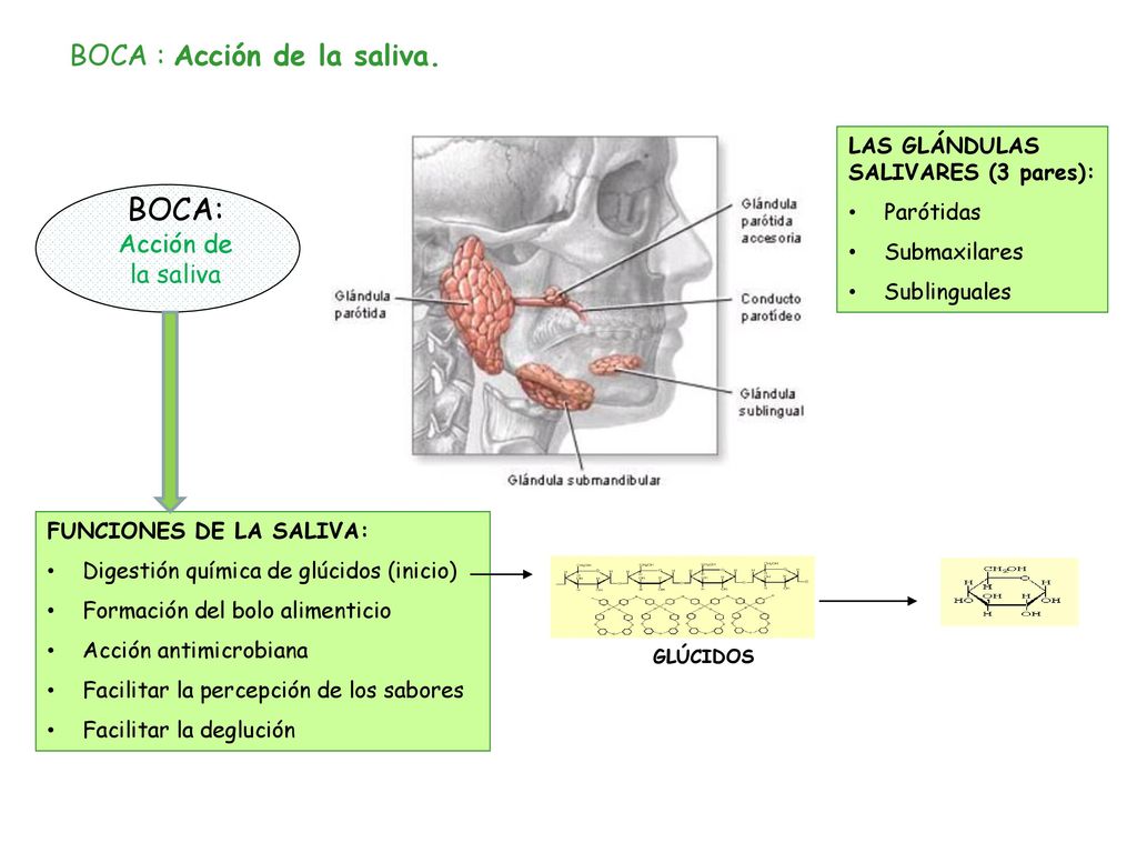 BOCA: BOCA : Acción de la saliva. Acción de la saliva